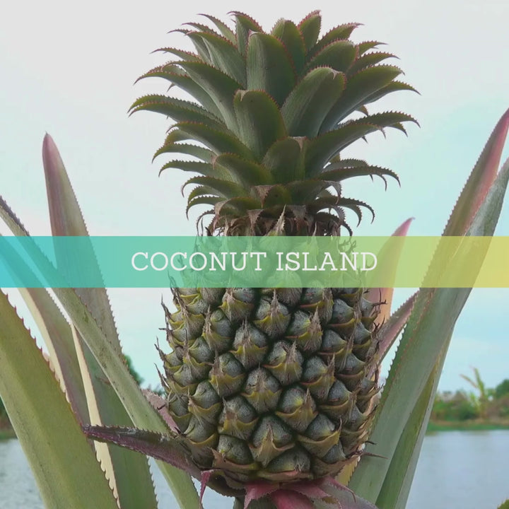 Coconut Island | Reed Diffuser | Summer Collection